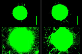 Two pairs of green circles from top to bottom show an expansion, with the first pair showing more tails growing out.