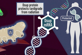 From left to right are a tardigrade, an mRNA strand, and a human. Text describes how “Dsup protein protects tardigrade from radiation.”